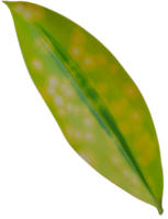 Realistic plant on transparent background png