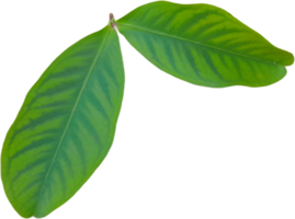 green leaf isolated on transparent background png