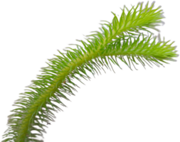 green leaves on transparent background png