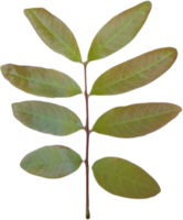 green leaves on transparent background png