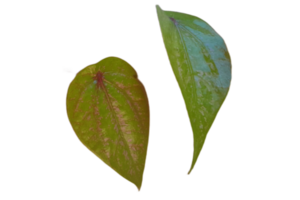 green leaves on transparent background png