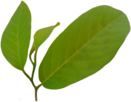 green leaf isolated on transparent background png