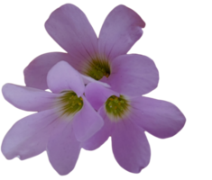 flower isolated on transparent background png