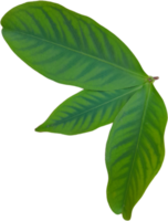 green leaf isolated on transparent background png