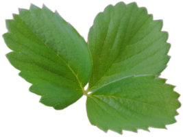 Realistic plant on transparent background png