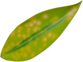 Realistic plant on transparent background png