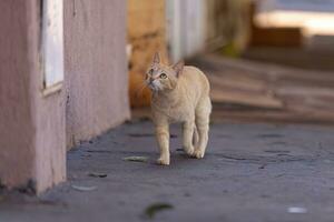 pequeño gato doméstico foto