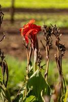 Indian Shot Flowering Plant photo