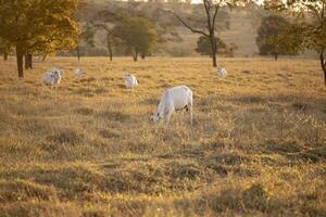 nelore cattle on dry pasture photo