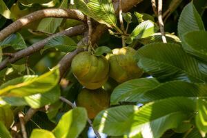 Elephant Apple Fruit Tree photo