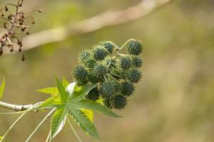 Green Castor Bean Plant photo