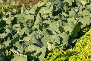 cabbage vegetable plant photo