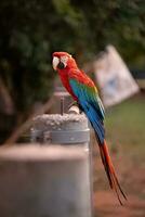 adulto rojo y verde guacamayo foto