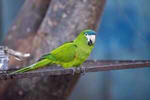 adulto rojo llevado a hombros guacamayo foto