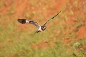 Animal Nacunda Nighthawk in fly photo