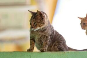 abandonado gato mamífero felino animal foto