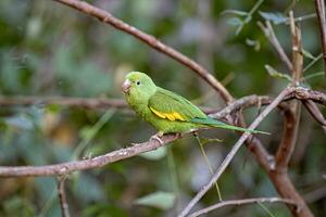 Yellow chevroned Parakeet photo