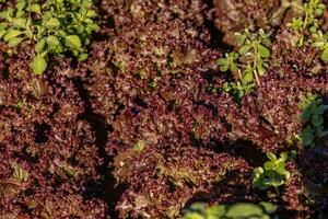 close up of plant lettuce vegetable photo