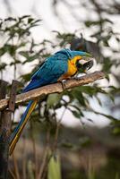 Adult Blue-and-yellow Macaw photo