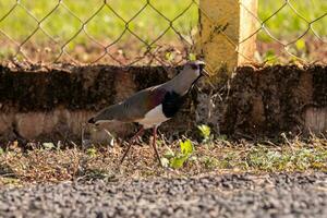 Adult Southern Lapwing Bird photo