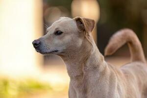 animal mammal dog in the street photo