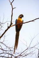 Adult Blue-and-yellow Macaw photo