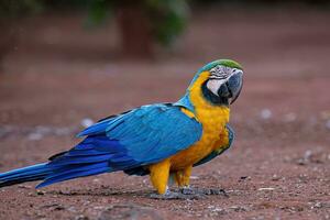 guacamayo azul y amarillo adulto foto