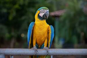 guacamayo azul y amarillo adulto foto