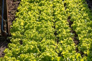 plant lettuce vegetable photo