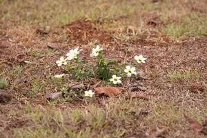 Cuban Buttercup Flowering Plant photo