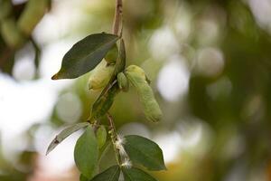 frutas de el árbol llamado inga foto