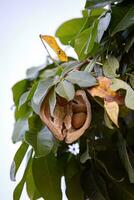 brasileño provisión árbol Fruta foto