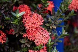 flor de planta de llama de selva roja foto