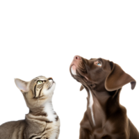 Cat and dog studio photo no background png