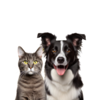 Cat and dog studio photo no background png