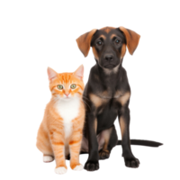 gato e cachorro estúdio foto não fundo png