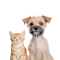 Cat and dog studio photo no background png