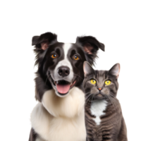 Cat and dog studio photo no background png