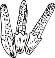 Hand drawn baby corn on transparent background. png