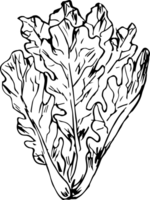 Hand drawn vegetable on transparent background. png