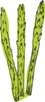 Hand gezeichnet Spargel auf transparent Hintergrund. png