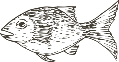 Hand drawn fish on transparent background. png