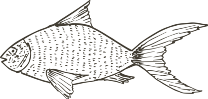 mano disegnato pesce su trasparente sfondo. png