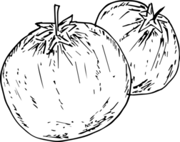 Hand drawn tomato on transparent background. png