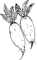 Hand drawn radish on transparent background. png