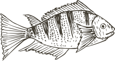 Hand drawn fish on transparent background. png