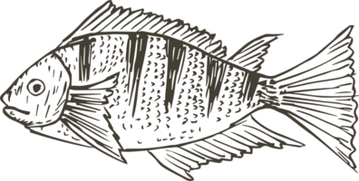 Hand drawn fish on transparent background. png