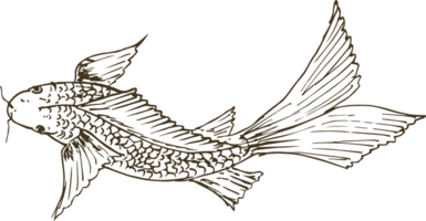 Hand gezeichnet Fisch auf transparent Hintergrund. png