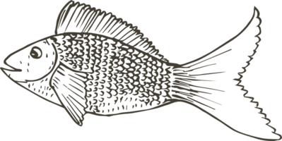 Hand drawn fish on transparent background. png