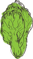 mão desenhado vegetal em transparente fundo. png